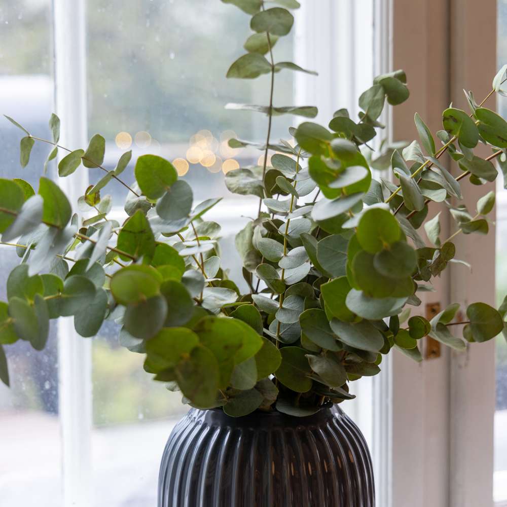 Eucalyptus 'Baby Blue Bouquet' (frø)